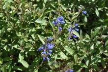 Salvia sinaloensis