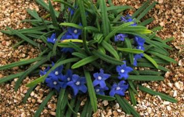 Anchusa caespitosa