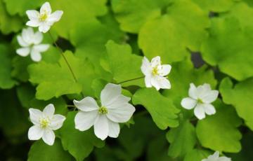 Anemonella thalictroides