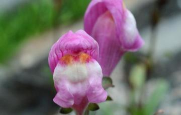 Antirrhinum molle