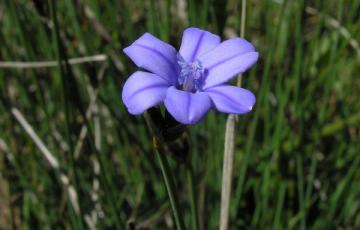 Aphyllanthes monspeliensis