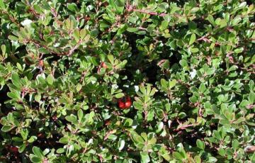 Arctostaphyllos uva-ursi