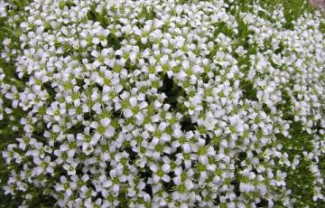 Arenaria tetraquetra