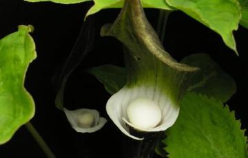 Arisaema sikkokianum