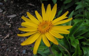 Arnica montana