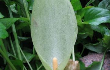 Arum italicum