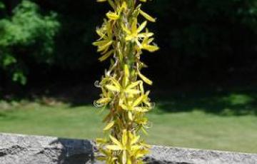 Asphodeline lutea