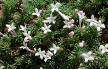 Asperula sintensii