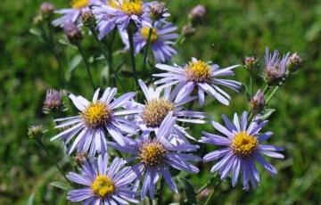 Aster amellus