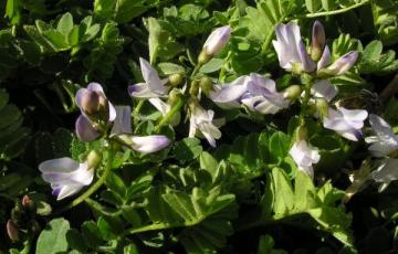 Astragalus alpinus