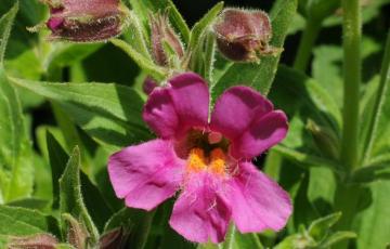 Mimulus lewisii