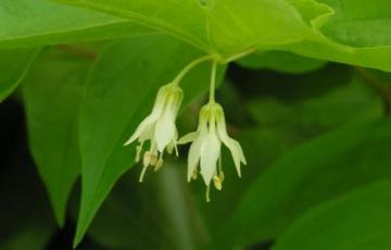 Prosartes hookeri