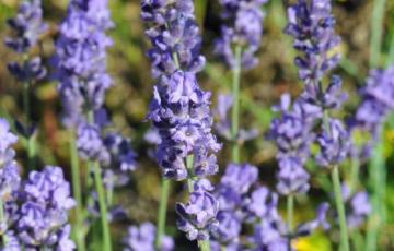 Lavendula angustifolia