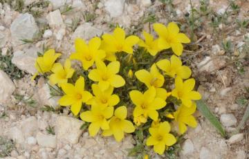 Linum elegans