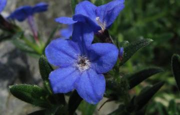 Lithodora diffusa 'Grace Ward'