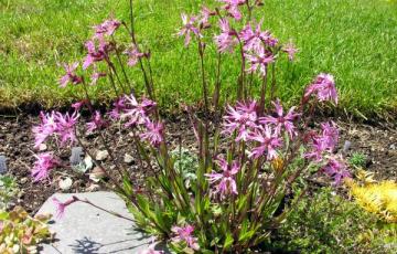 Lychnis flos-cuculi 'Nana'