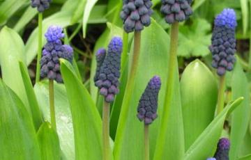 Muscari latifolium