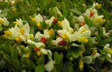 Polygala chamaebuxus