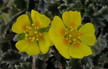 Potentilla villosa