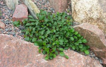 Salix reticulata