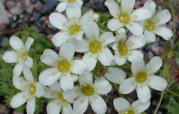 Saxifraga paniculata