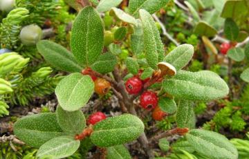 Shepherdia canadensis var. prostrata