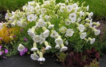 Silene uniflora 'Ice Cups'