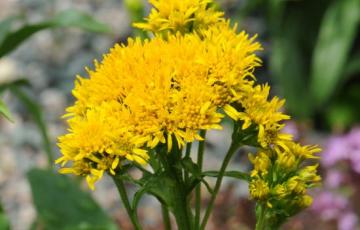 Solidago multiradiata