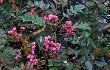 Sorbus reducta