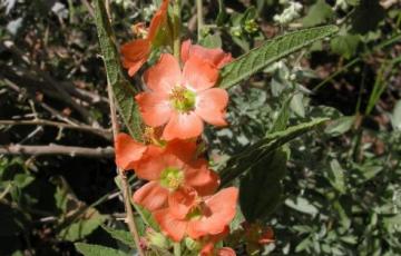 Sphaeralcea angustifolia